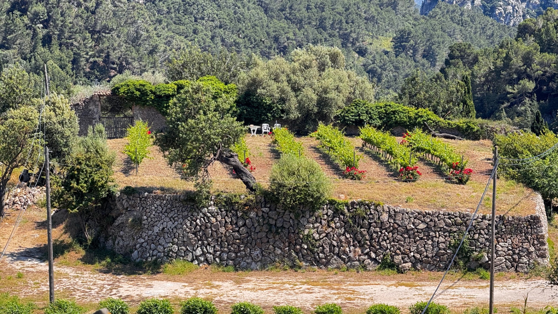 Mallorquinische Finca mit Weinreben, Olivenbäumen und Trockensteinmauer